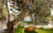 Туры в отель Maritalia Hotel Club Village Gargano