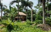 Туры в отель Dominican Jungle Resort