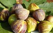 Туры в отель Finca Can Estades