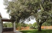 Туры в отель Agroturismo Sa Vinya d'en Palerm