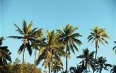 Туры в отель Matamanoa Island Resort