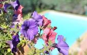 Туры в отель Sure Hotel by Best Western Mougins Belvedere