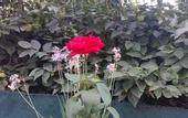 Туры в отель B&B Villa Blanche