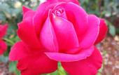 Туры в отель Le Jardin des Roses