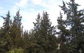 Туры в отель Mountain Vista Resort