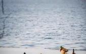 Туры в отель Best Western Plus Lakeside Hotel