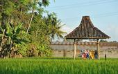 Туры в отель d'Omah Hotel Yogya