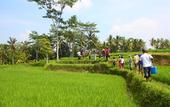 Туры в отель BeingSattvaa Luxury Ubud