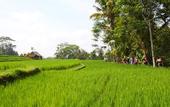 Туры в отель BeingSattvaa Luxury Ubud