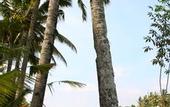 Туры в отель BeingSattvaa Luxury Ubud