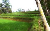 Туры в отель BeingSattvaa Luxury Ubud