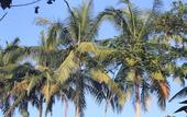 Туры в отель BeingSattvaa Luxury Ubud