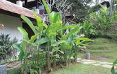 Туры в отель BeingSattvaa Luxury Ubud