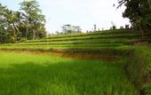 Туры в отель BeingSattvaa Luxury Ubud