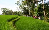 Туры в отель BeingSattvaa Luxury Ubud