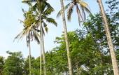 Туры в отель BeingSattvaa Luxury Ubud