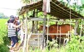 Туры в отель BeingSattvaa Luxury Ubud