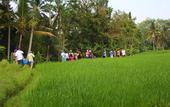 Туры в отель BeingSattvaa Luxury Ubud