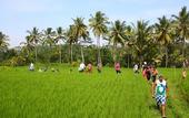 Туры в отель BeingSattvaa Luxury Ubud