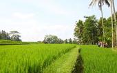 Туры в отель BeingSattvaa Luxury Ubud