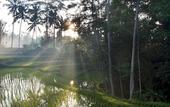 Туры в отель BeingSattvaa Luxury Ubud