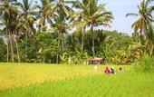 Туры в отель BeingSattvaa Luxury Ubud