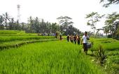 Туры в отель BeingSattvaa Luxury Ubud