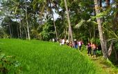 Туры в отель BeingSattvaa Luxury Ubud