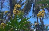 Туры в отель Rinjani Beach Eco Resort