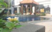 Туры в отель KJ Hotel Yogyakarta