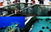 Туры в отель Sari Laut