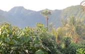 Туры в отель Bali Sari Homestay