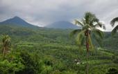 Туры в отель Puri Sunny Guest House , Munduk