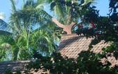 Туры в отель Awan Putih Resort