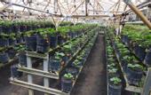 Туры в отель Rumah Stroberi Organic Farm and Lodge
