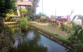 Туры в отель Puri Sunset Homestay