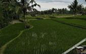 Туры в отель Pondok Tetebatu Cottages and Cafe