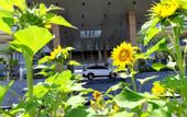 Туры в отель Grand Sunshine Resort & Convention