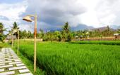Туры в отель Umma Bali Menjangan