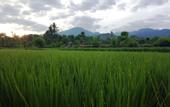 Туры в отель Umma Bali Menjangan