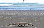 Туры в отель Wide Sands Beach Retreat