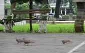 Туры в отель Sanur Elok Residence
