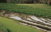 Туры в отель Kusfarm Bali by AHM