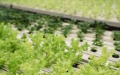 Туры в отель Kusfarm Bali by AHM