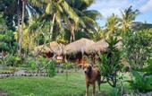 Туры в отель Same Same Bungalows Eco Lodge