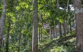 Туры в отель Asep Gumi Bamboo Villa Pesagi