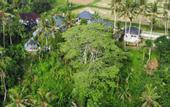 Туры в отель Capung Asri Ubud