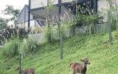 Туры в отель Solitude Tahura Villa Bandung