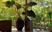 Туры в отель Jembrana Bali Homestay
