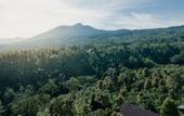 Туры в отель Villa Kayu Amertha